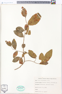 Ulmus crassifolia image