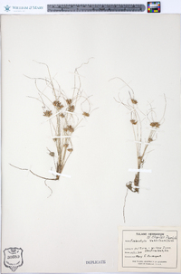 Fimbristylis vahlii image