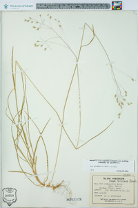 Poa autumnalis image