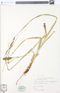 Carex hyalinolepis image