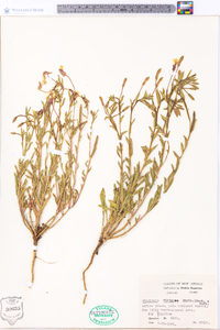 Oenothera villosa subsp. strigosa image