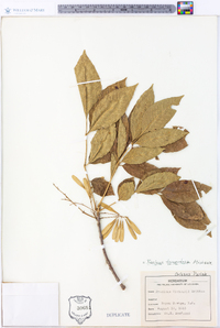 Fraxinus tomentosa image