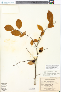 Ilex ambigua image