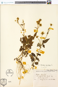 Bidens pilosa image