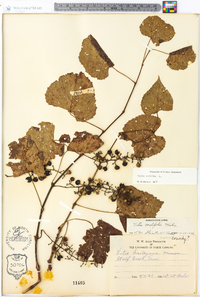 Vitis vulpina image