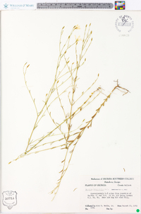Sabatia brevifolia image