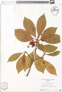 Illicium floridanum image