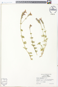 Glandularia pulchella image