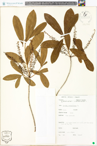 Cyrilla racemiflora image