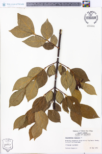 Calycanthus floridus image