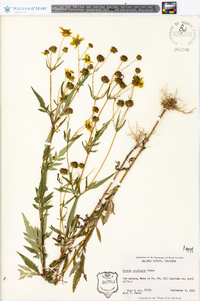 Bidens polylepis image