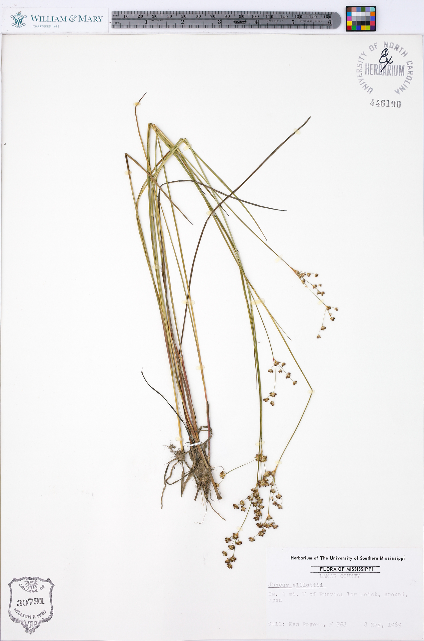 Juncus elliottii image