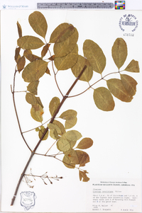 Fraxinus caroliniana image