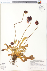 Sarracenia psittacina image