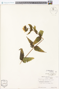 Helianthus divaricatus image