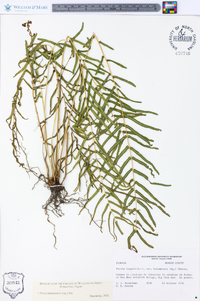 Pteris bahamensis image