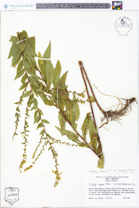 Solidago rugosa subsp. aspera image