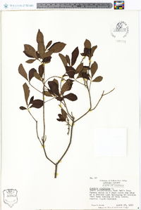 Clethra alnifolia image