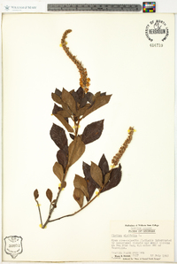 Clethra alnifolia image