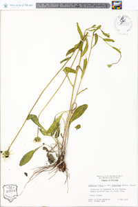 Rudbeckia hirta var. floridana image