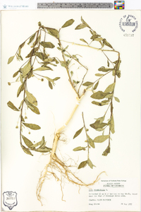 Sida rhombifolia image