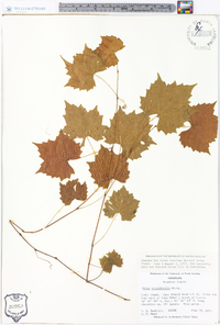 Vitis rotundifolia image