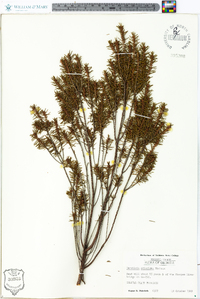 Ceratiola ericoides image