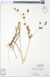 Juncus validus image