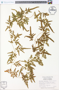 Lygodium japonicum image