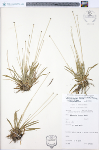 Lachnocaulon anceps image