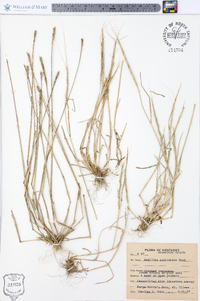 Aegilops cylindrica image