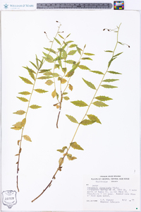 Campanula divaricata image