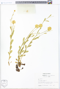 Polygala lutea image