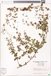 Lespedeza repens image