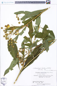 Verbesina alternifolia image