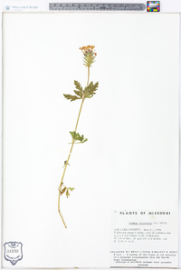 Verbena canadensis image