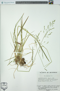 Poa sylvestris image