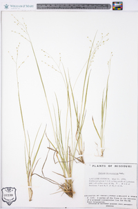 Panicum depauperatum image