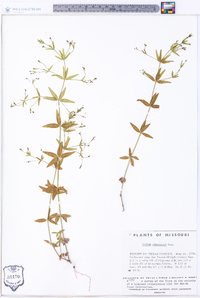 Galium arkansanum image