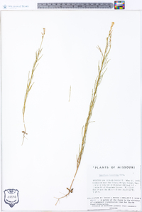 Oenothera linifolia image