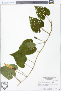 Ipomoea pandurata image