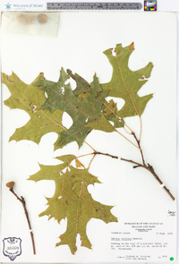 Quercus coccinea image