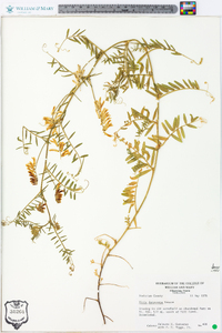 Vicia villosa subsp. varia image