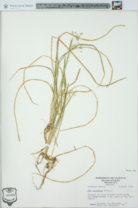 Poa cuspidata image