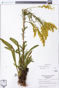 Solidago pinetorum image