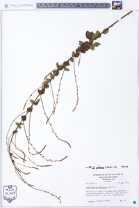 Desmodium ciliare image