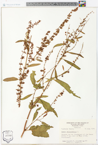 Rumex obtusifolius image