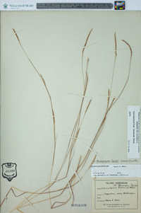 Schizachyrium tenerum image