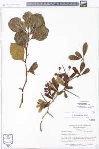 Crataegus crus-galli var. pyracanthifolia image
