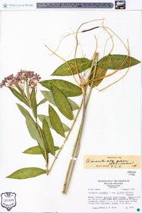 Asclepias incarnata subsp. pulchra image